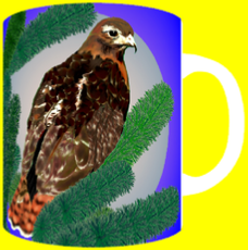 RED-TAILED HAWK